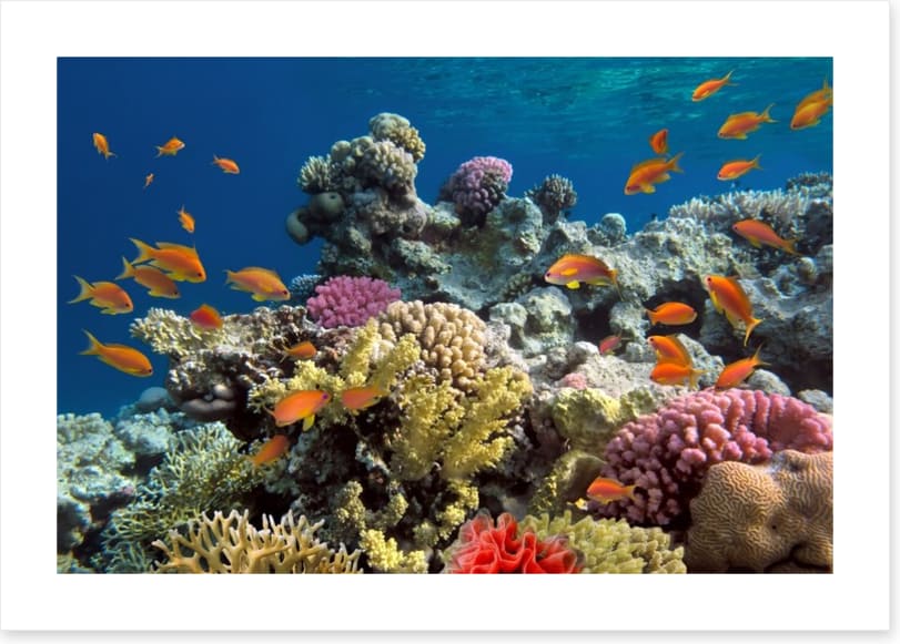 Coral call