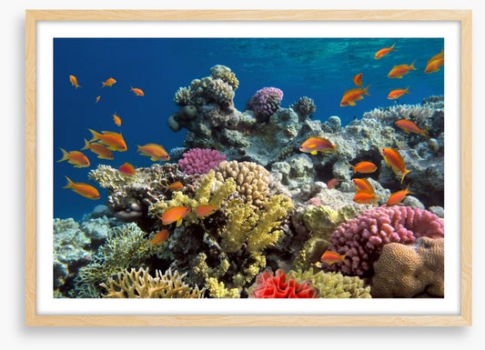 Coral call