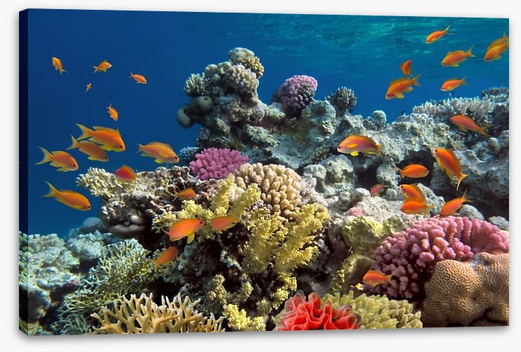 Coral call