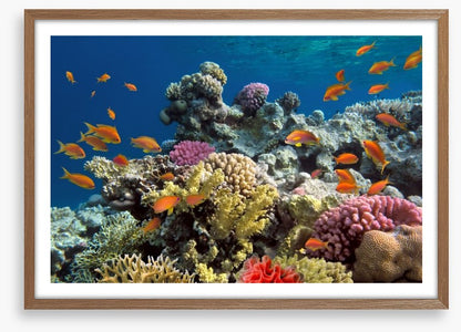 Coral call
