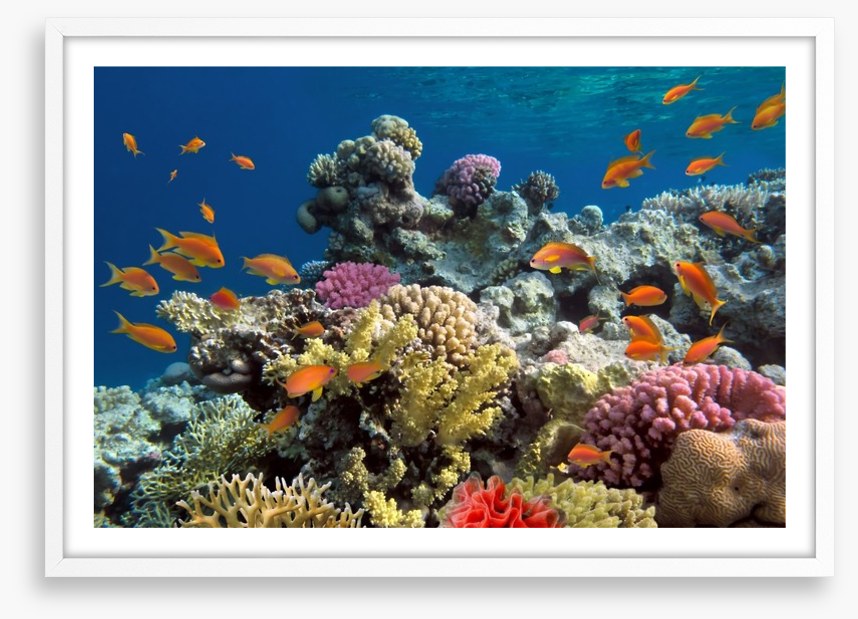 Coral call