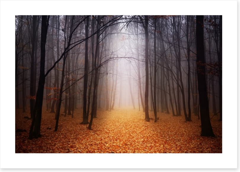 Golden foggy forest