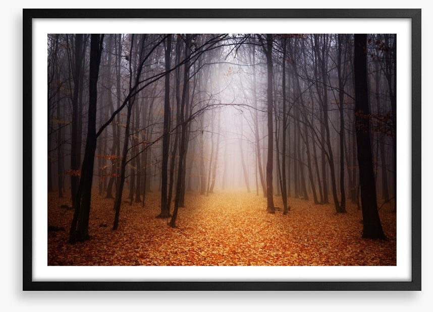 Golden foggy forest