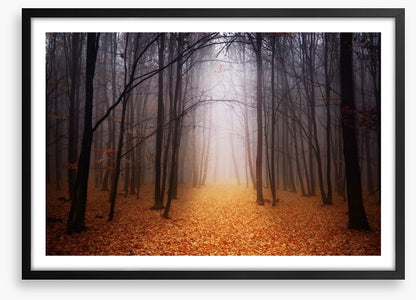 Golden foggy forest