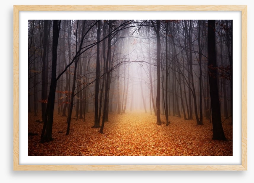 Golden foggy forest