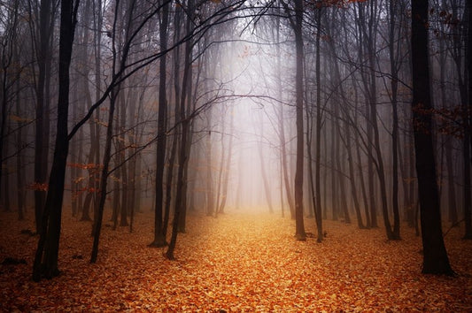 Golden foggy forest