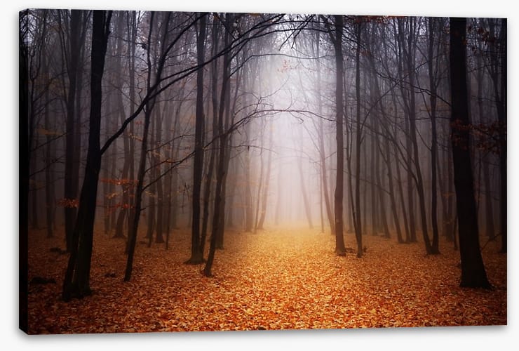 Golden foggy forest