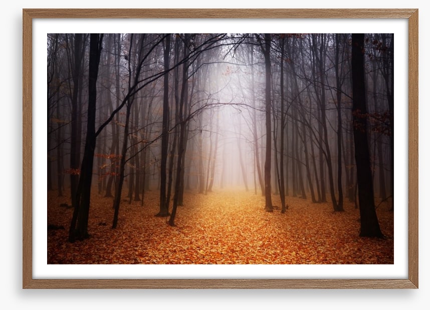 Golden foggy forest
