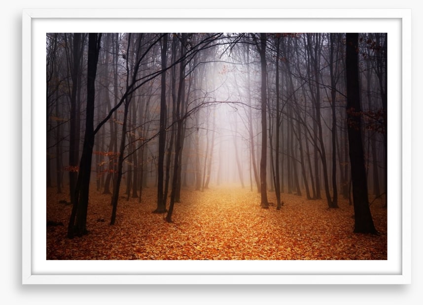 Golden foggy forest