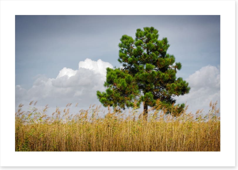 Trees