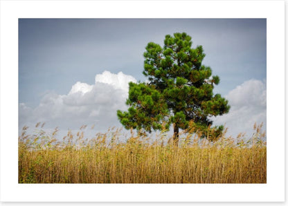 Trees