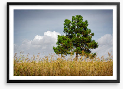 Trees
