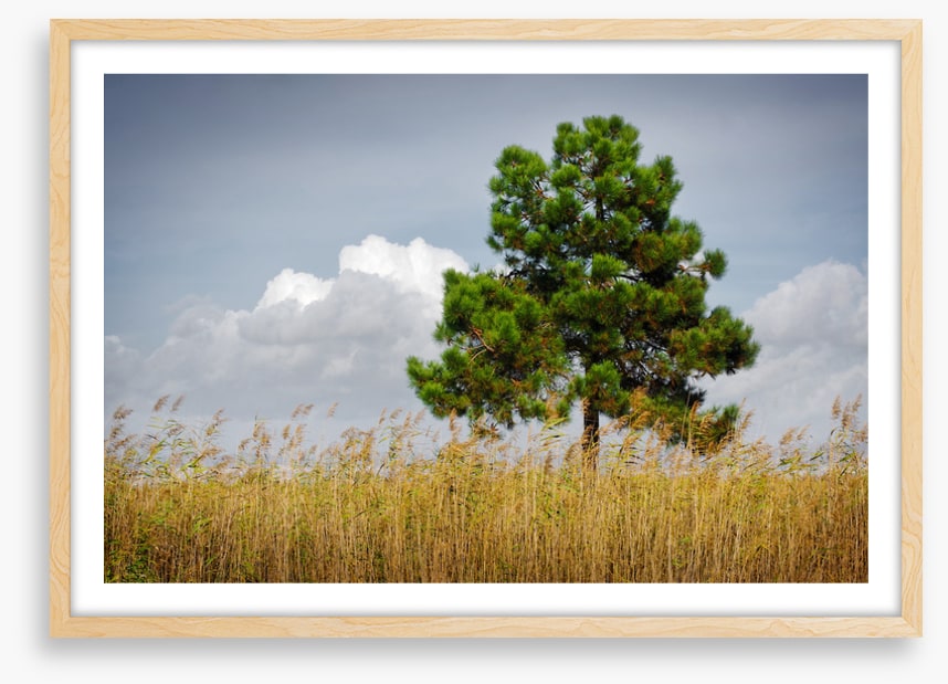 Trees