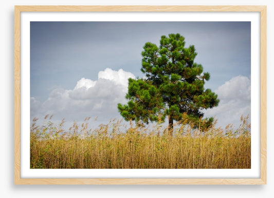 Trees