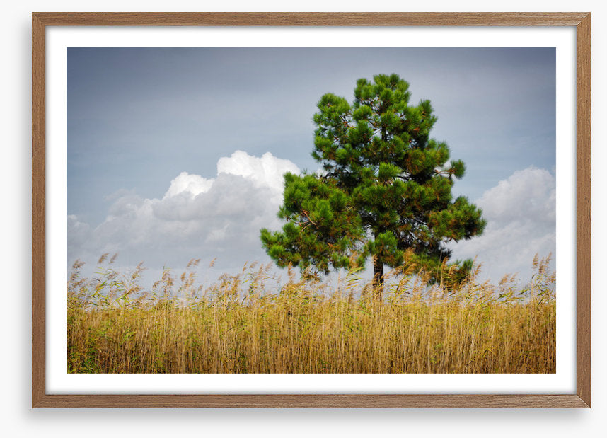 Trees