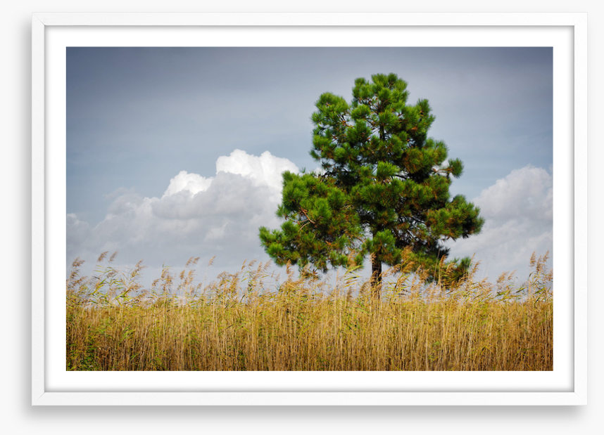 Trees