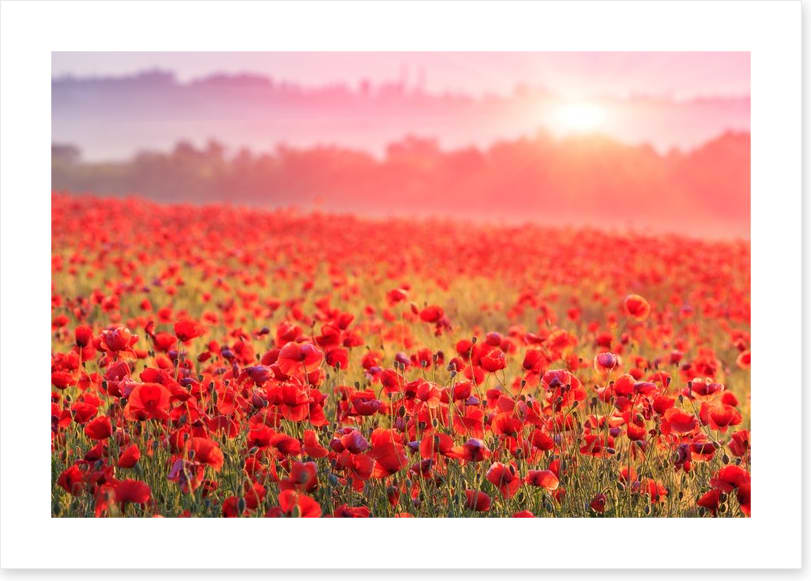 Poppy morning mist