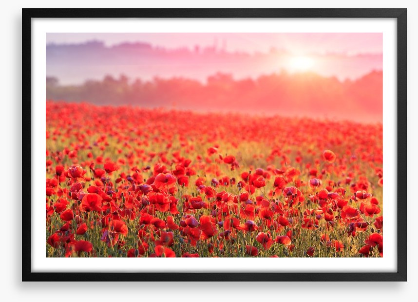 Poppy morning mist