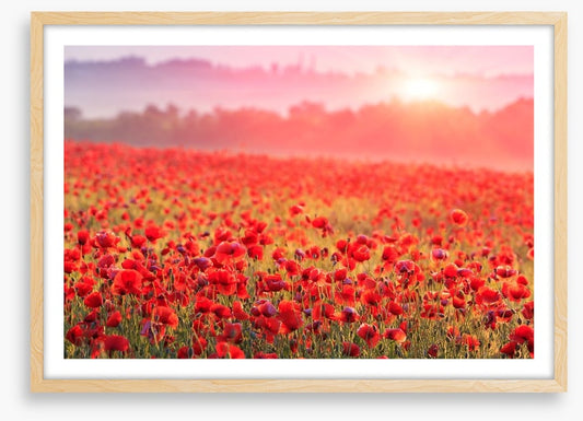 Poppy morning mist