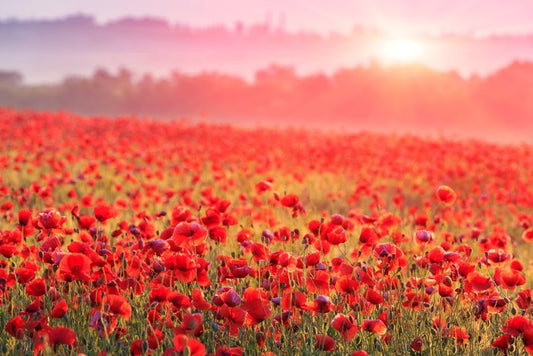 Poppy morning mist