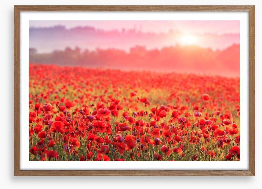 Poppy morning mist