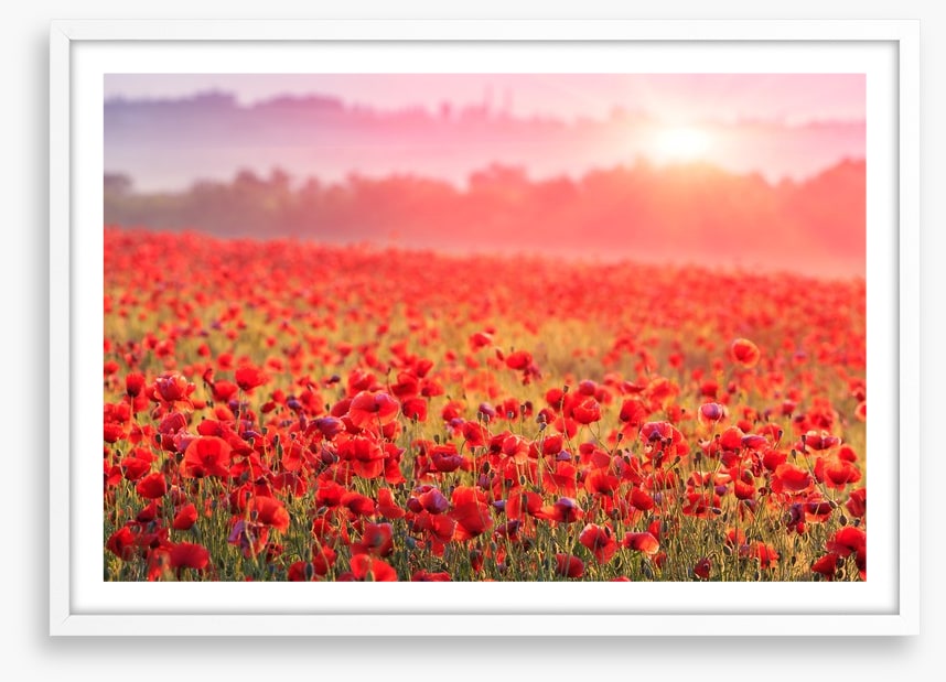 Poppy morning mist