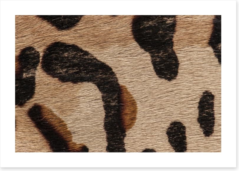 Animal Print