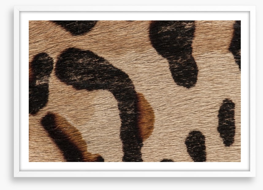 Animal Print