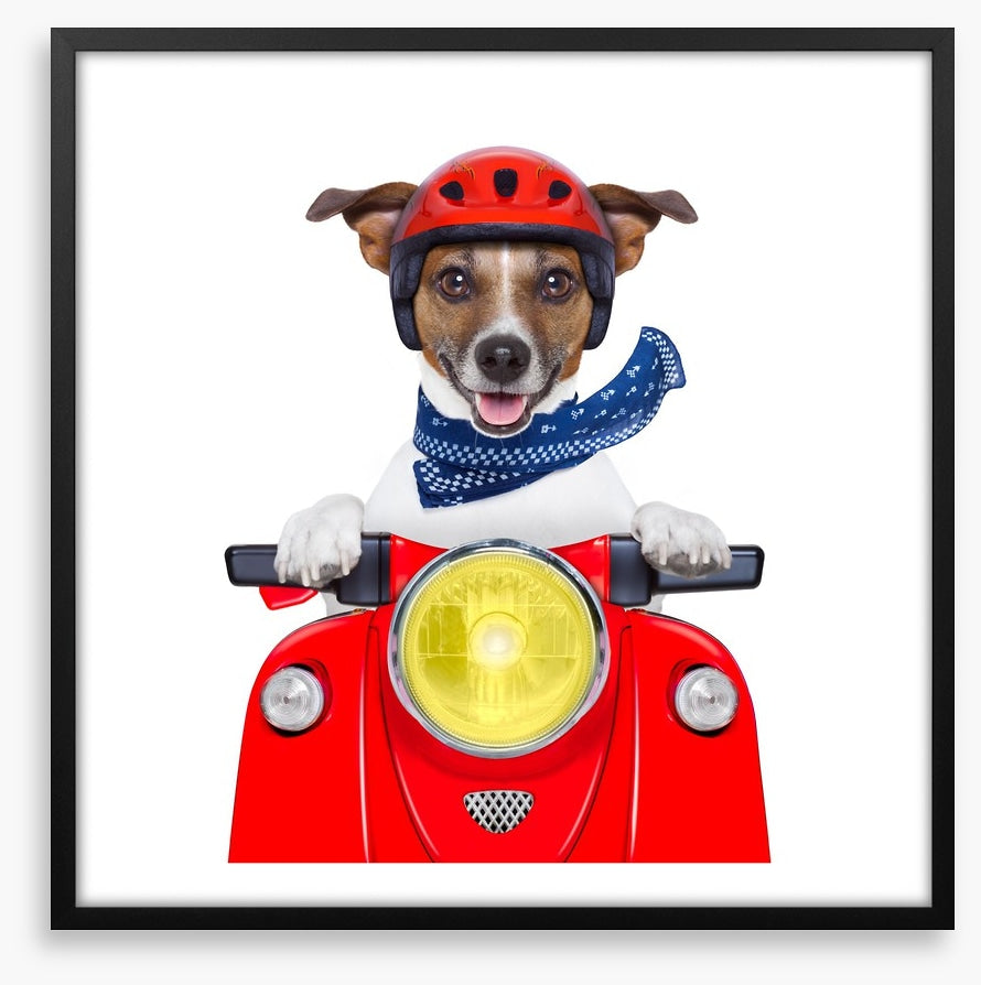 Joy rider