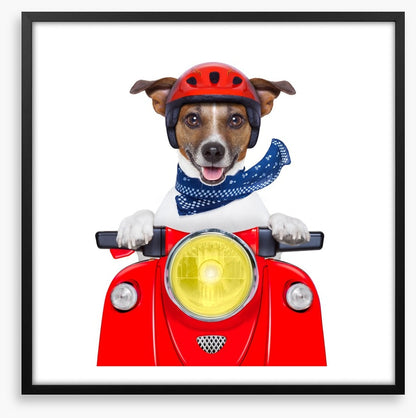 Joy rider