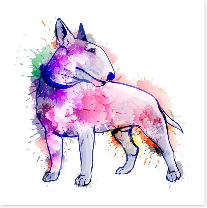 Bull terrier splash