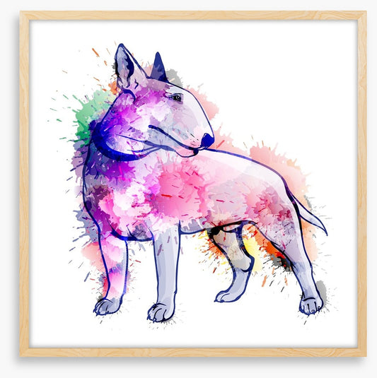 Bull terrier splash