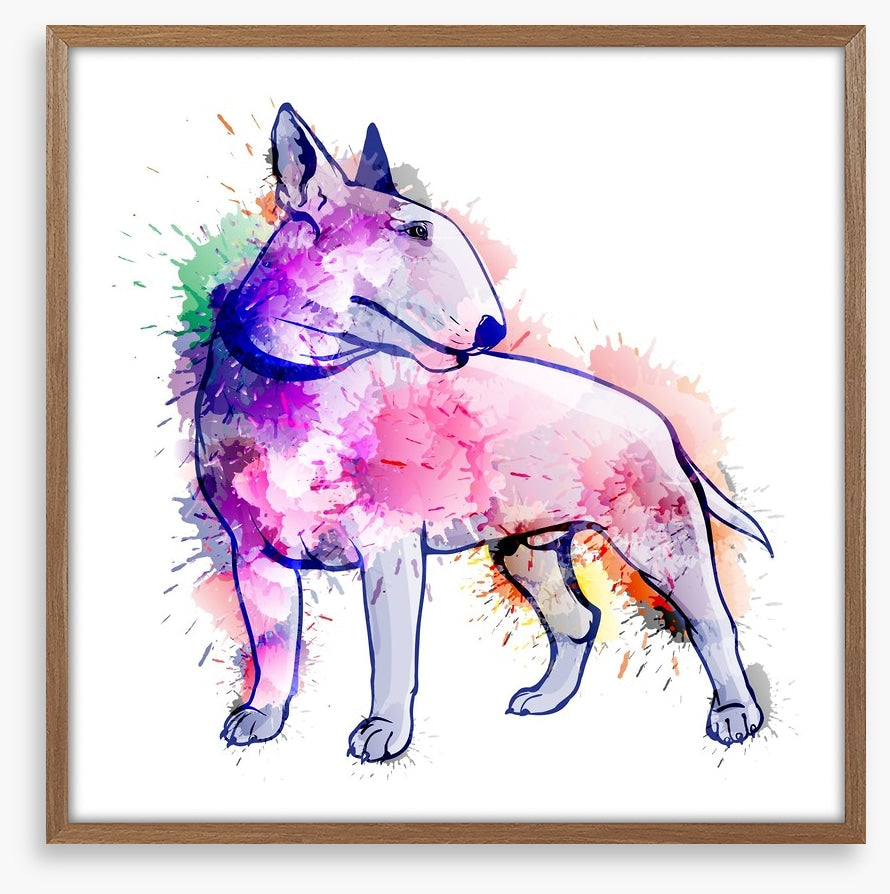 Bull terrier splash