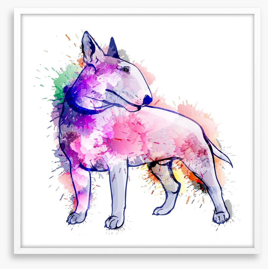 Bull terrier splash