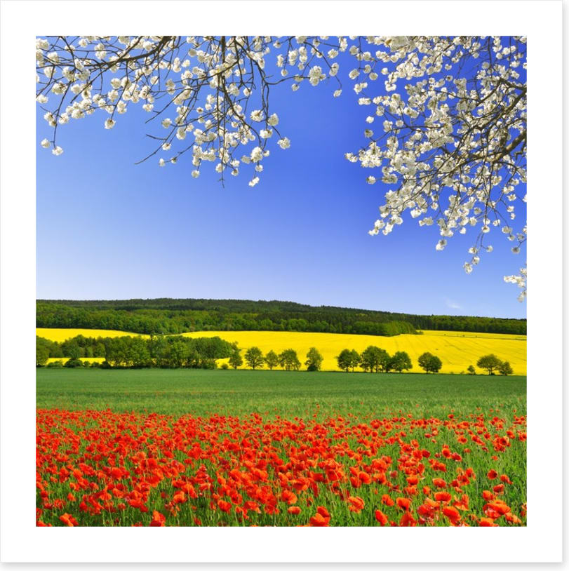 Canola and poppies