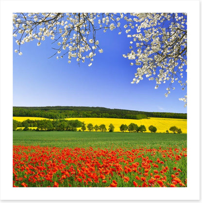 Canola and poppies