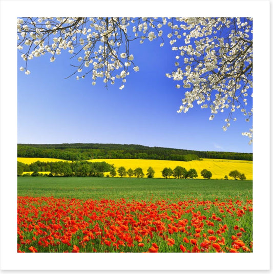 Canola and poppies