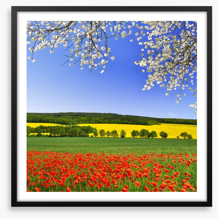 Canola and poppies