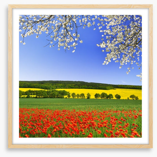 Canola and poppies