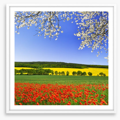 Canola and poppies
