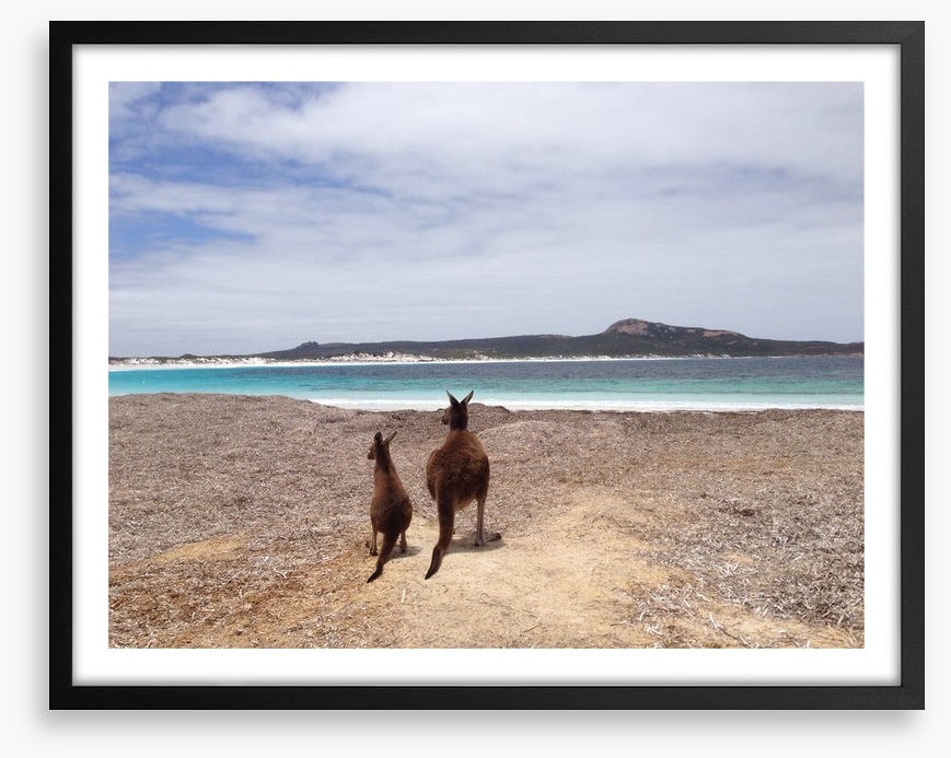 Beach kangaroos