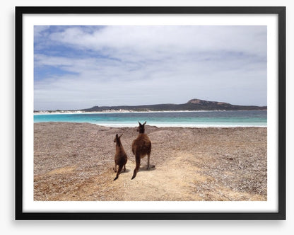 Beach kangaroos
