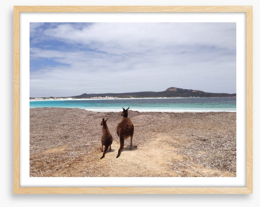Beach kangaroos