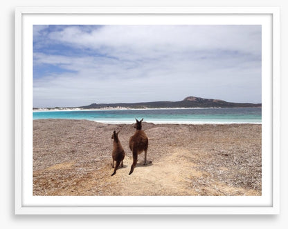 Beach kangaroos