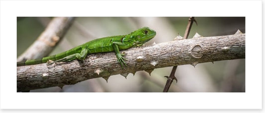 Green iguana