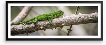 Green iguana