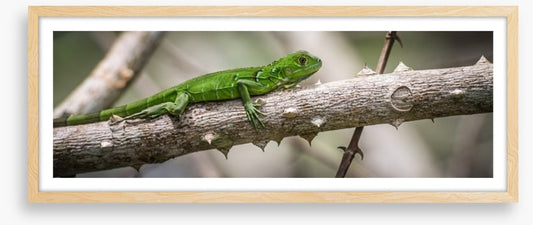 Green iguana