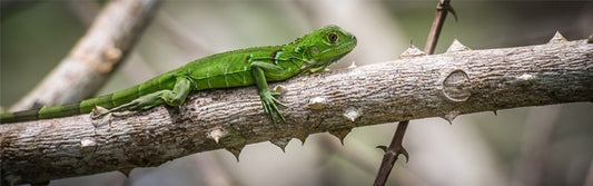 Green iguana