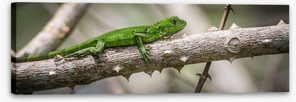 Green iguana