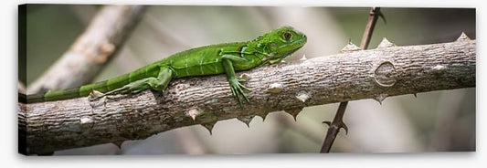 Green iguana